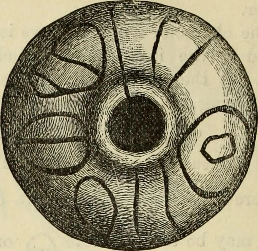 An illustration from Ilios; the city and country of the Trojans. The results of researches and discoveries on the site of Troy and throughout the Troad in the years 1871-72-73-78-79, including an autobiography of the author, 1880, leaf 725
