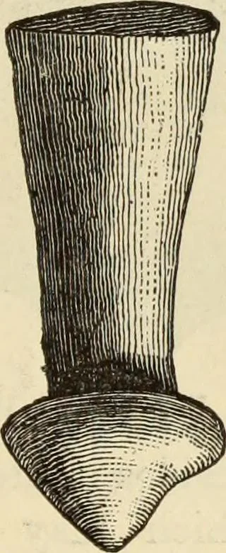 An illustration from Ilios; the city and country of the Trojans. The results of researches and discoveries on the site of Troy and throughout the Troad in the years 1871-72-73-78-79, including an autobiography of the author, 1880, leaf 740