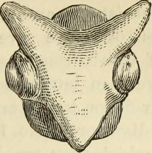 An illustration from Ilios; the city and country of the Trojans. The results of researches and discoveries on the site of Troy and throughout the Troad in the years 1871-72-73-78-79, including an autobiography of the author, 1880, leaf 744