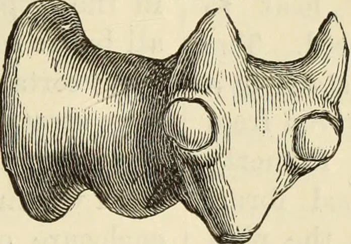 An illustration from Ilios; the city and country of the Trojans. The results of researches and discoveries on the site of Troy and throughout the Troad in the years 1871-72-73-78-79, including an autobiography of the author, 1880, leaf 744