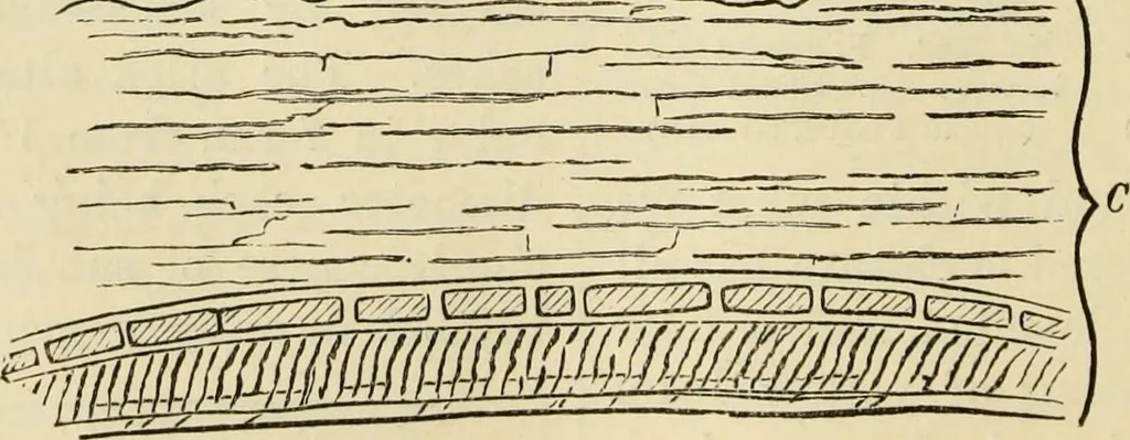 An illustration from Ilios; the city and country of the Trojans. The results of researches and discoveries on the site of Troy and throughout the Troad in the years 1871-72-73-78-79, including an autobiography of the author, 1880, leaf 745