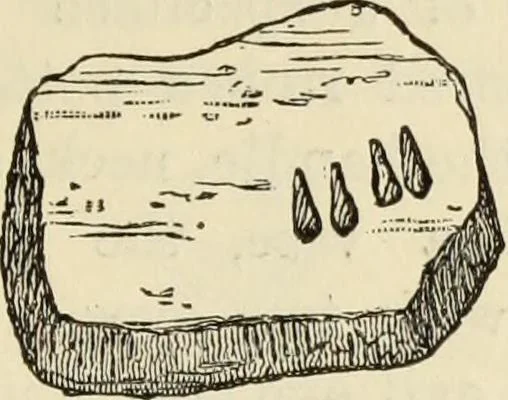 An illustration from Ilios; the city and country of the Trojans. The results of researches and discoveries on the site of Troy and throughout the Troad in the years 1871-72-73-78-79, including an autobiography of the author, 1880, leaf 746