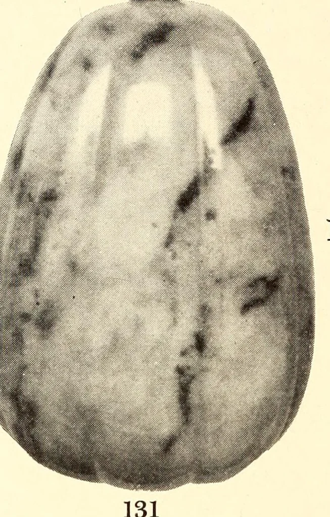 An illustration from Illustrated catalogue of an extraordinary collection of imperial jades and other beautiful objects in rock crystal, agate, lapis-lazuli and coral : mostly from the private collection of the late Captain J.F. Peel, London, England, 1912, leaf 60