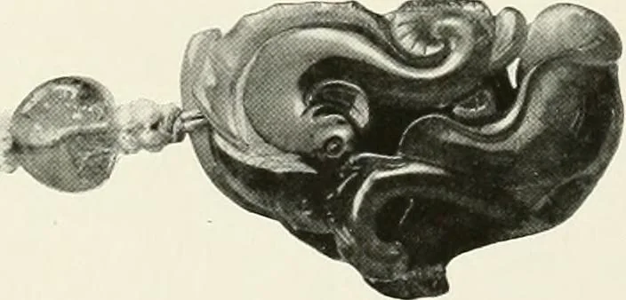 An illustration from Illustrated catalogue of a remarkable collection of ancient oriental imperial treasures of rare artistic distinction, recently procured in China and Japan, to be sold at unrestricted public sale by direction of the well-known firm of Messrs. Yamanaka & Co. .., 1916, leaf 26