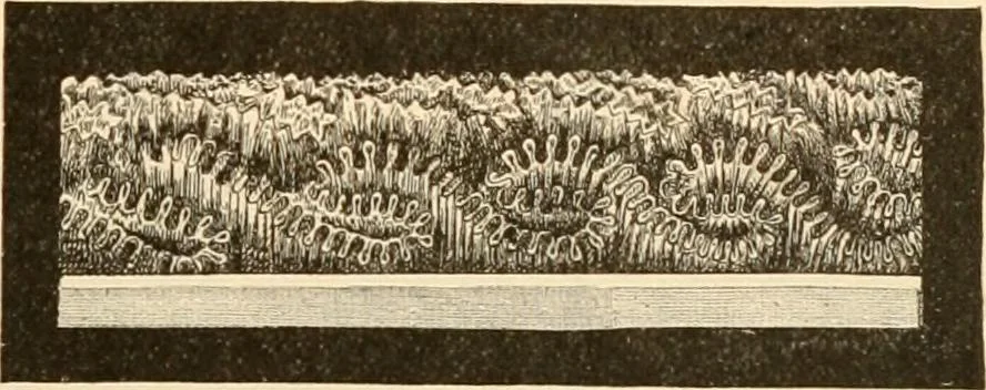 An illustration from Illustrated catalogue and shopping guide., 1886, leaf 36