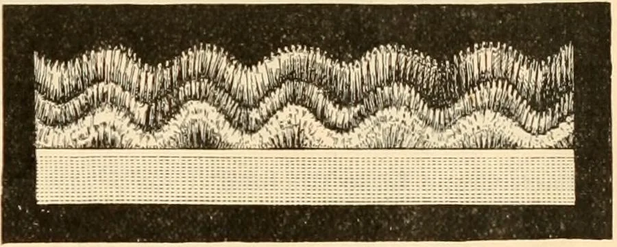 An illustration from Illustrated catalogue and shopping guide., 1886, leaf 36