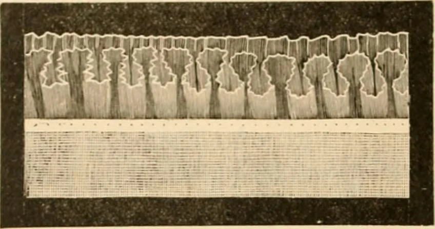 An illustration from Illustrated catalogue and shopping guide., 1886, leaf 37