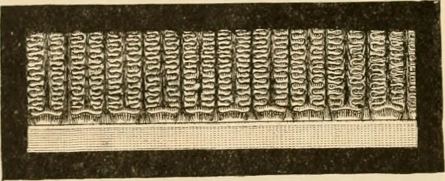An illustration from Illustrated catalogue and shopping guide., 1886, leaf 37