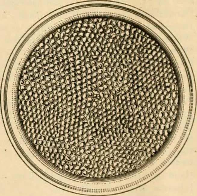 An illustration from Illustrated catalogue and shopping guide., 1886, leaf 95
