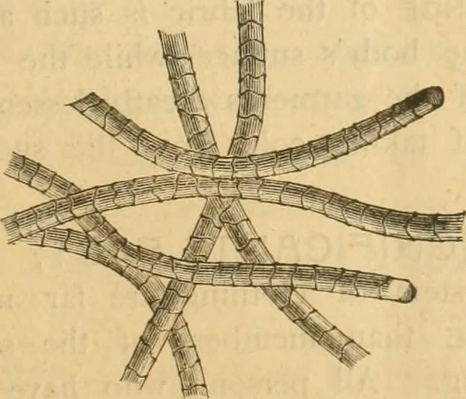 An illustration from Illustrated catalogue .., 1891, leaf 20