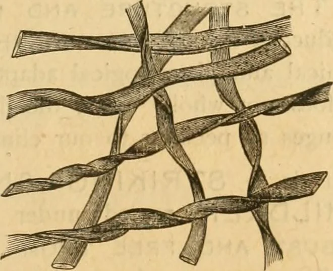 An illustration from Illustrated catalogue .., 1891, leaf 20
