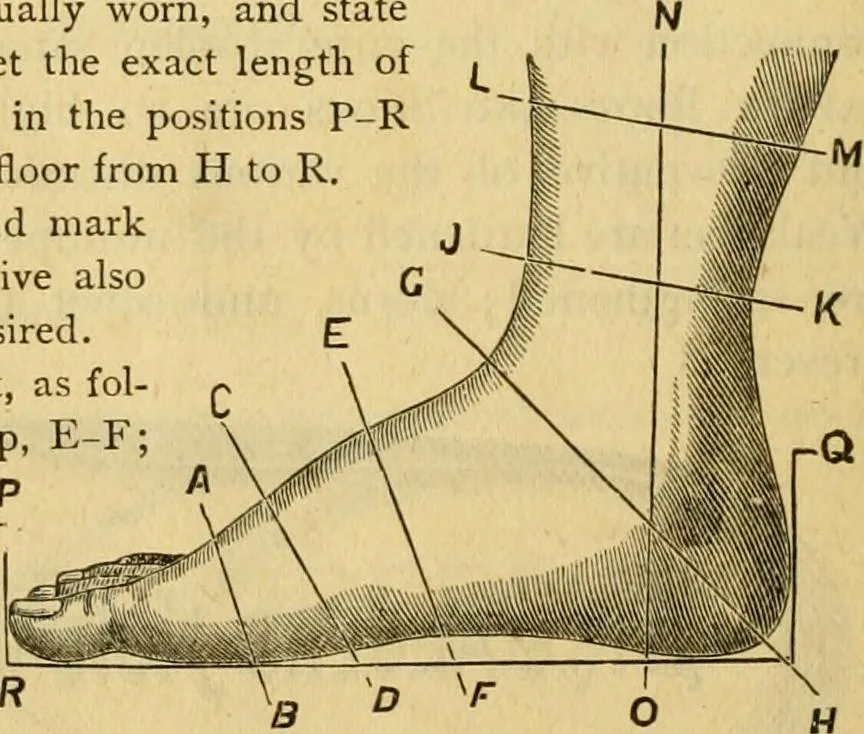 An illustration from Illustrated catalogue .., 1891, leaf 63