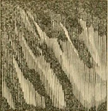 An illustration from Illustrated catalogue and price list, 1875, leaf 52