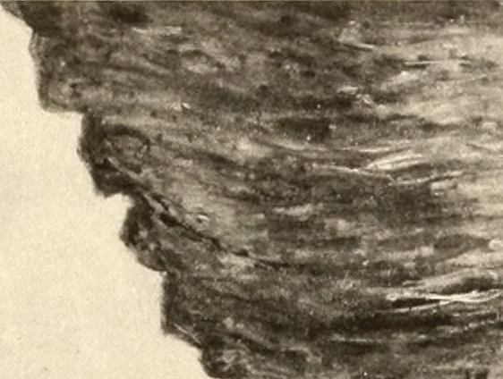 An illustration from Illustrated catalogue of the valuable paintings and sculptures by old and modern masters forming the famous Catholina Lambert collection, 1916, leaf 195