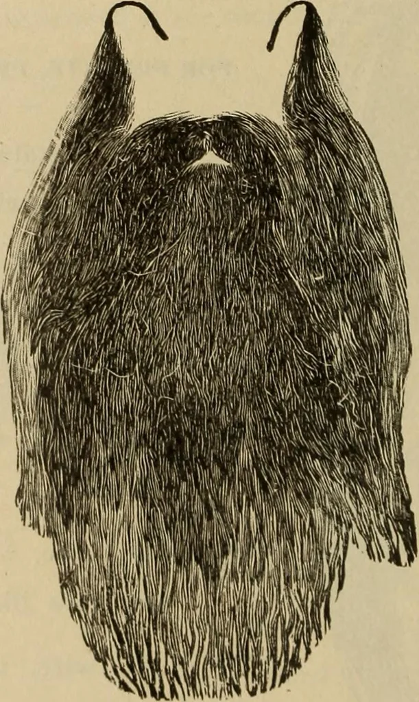An illustration from Illustrated catalogue and price list; Knights of Pythias lodge paraphernalia and costumes for all three ranks, 1899, leaf 103