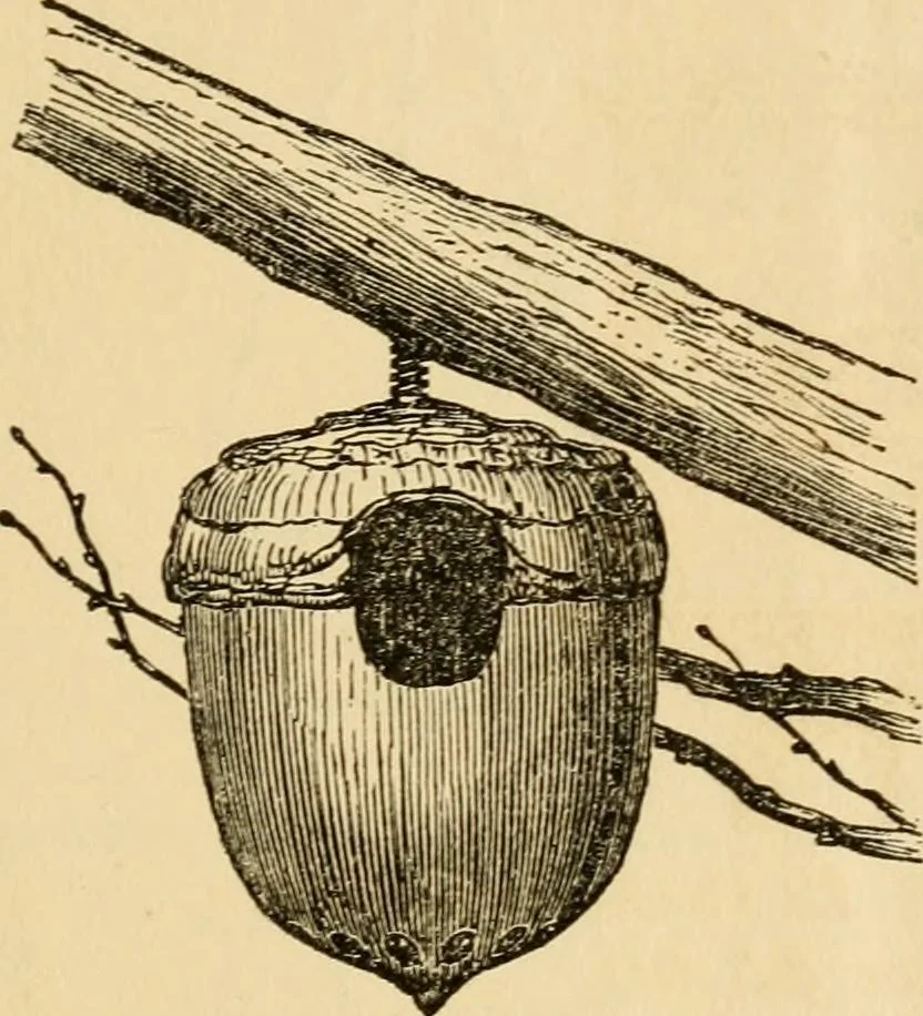 An illustration from Illustrated catalogue of ornamental iron work for lawns, gardens, parks, cemeteries, &c., 1871, leaf 18