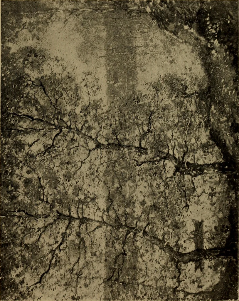 An illustration from Illustrated catalogue of the completed pictures left by the late Henry Ward Ranger, N.A. : and his collection of works by some of his contemporaries, 1917, leaf 114