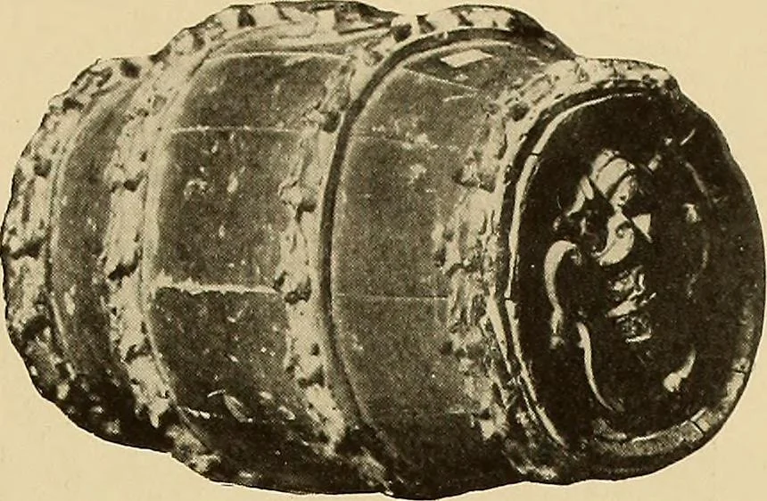 An illustration from Illustrated catalogue of the extraordinary collection of art treasures and antiquities acquired during the past year by Professore Commendatore Elia Volpi ... to be sold at unrestricted public sale at the American Art Galleries [on Monday, Tuesday and Wednesday afternoon, Dec. 17th, 18th and 19th, 1917], 1917, leaf 26