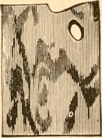 An illustration from Illustrated catalogue of Wadsworth, Howland & Co. : importers and dealers in artists' supplies and architects' and engineers' stationery., 1885, leaf 57
