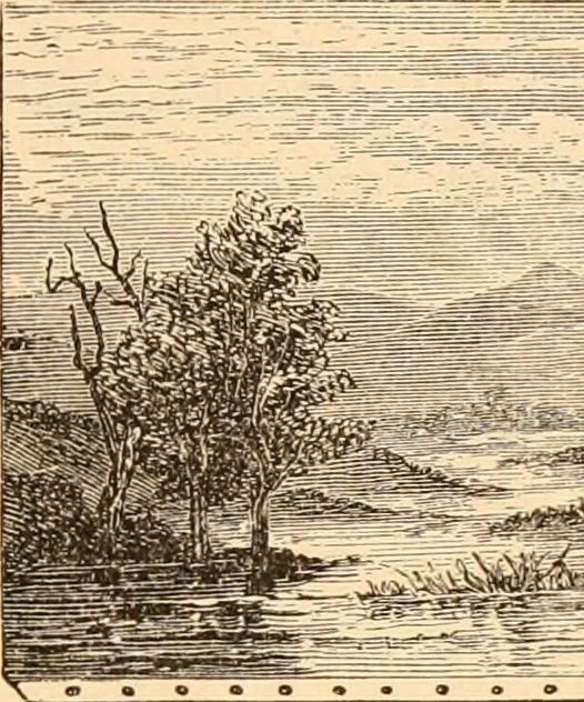 An illustration from Illustrated catalogue of Wadsworth, Howland & Co. : importers and dealers in artists' supplies and architects' and engineers' stationery., 1885, leaf 8