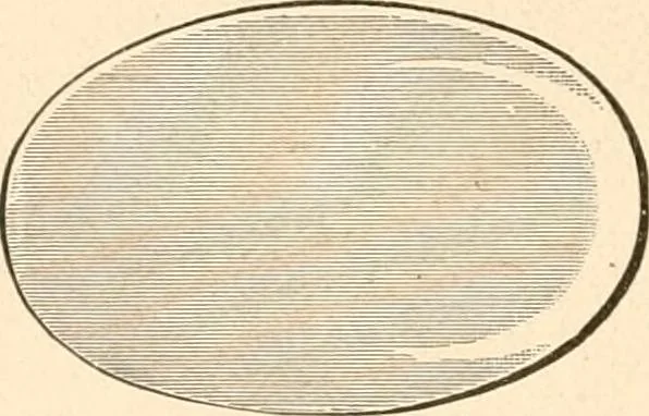 An illustration from Illustrated catalogue of Wadsworth, Howland & Co. : importers and dealers in artists' supplies and architects' and drafting materials., 1895, leaf 23