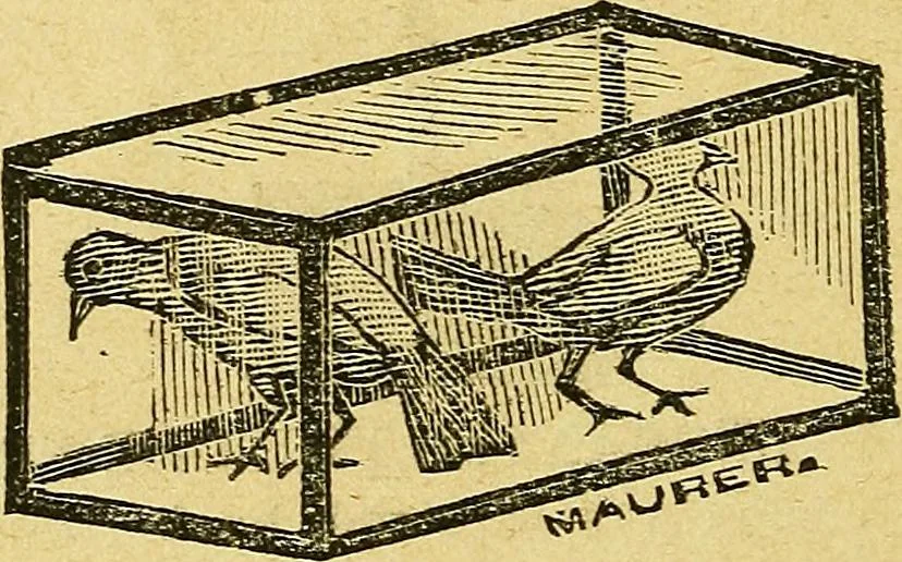 An illustration from Illustrated descriptive price-list of magical apparatus and illusions .., 1884, leaf 59