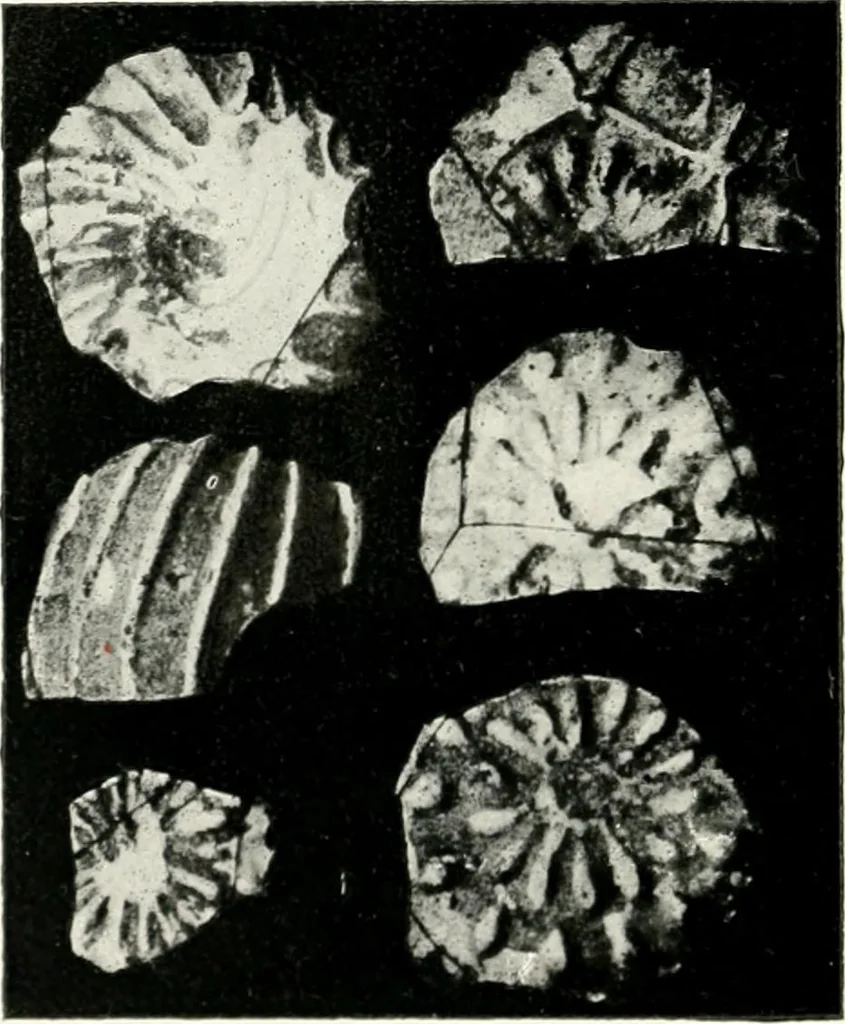 An illustration from Illustrated descriptive account of the Museum of Andalucian pottery and lace, antique and modern : together with notes on pre-Roman Seville and the lost city of Tharsis, 1913, leaf 115