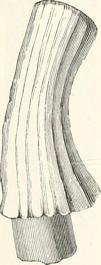 An illustration from An illustrated dictionary of words used in art and archaeology. Explaining terms frequently used in works on architecture, arms, bronzes, Christian art, colour, costume, decoration, devices, emblems, heraldry, lace, personal ornaments, pottery, painting, sculpture, &c., with their derivations, 1883, leaf 124