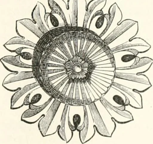 An illustration from An illustrated dictionary of words used in art and archaeology. Explaining terms frequently used in works on architecture, arms, bronzes, Christian art, colour, costume, decoration, devices, emblems, heraldry, lace, personal ornaments, pottery, painting, sculpture, &c., with their derivations, 1883, leaf 196