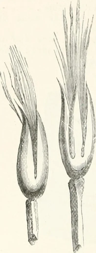 An illustration from An illustrated dictionary of words used in art and archaeology. Explaining terms frequently used in works on architecture, arms, bronzes, Christian art, colour, costume, decoration, devices, emblems, heraldry, lace, personal ornaments, pottery, painting, sculpture, &c., with their derivations, 1883, leaf 209