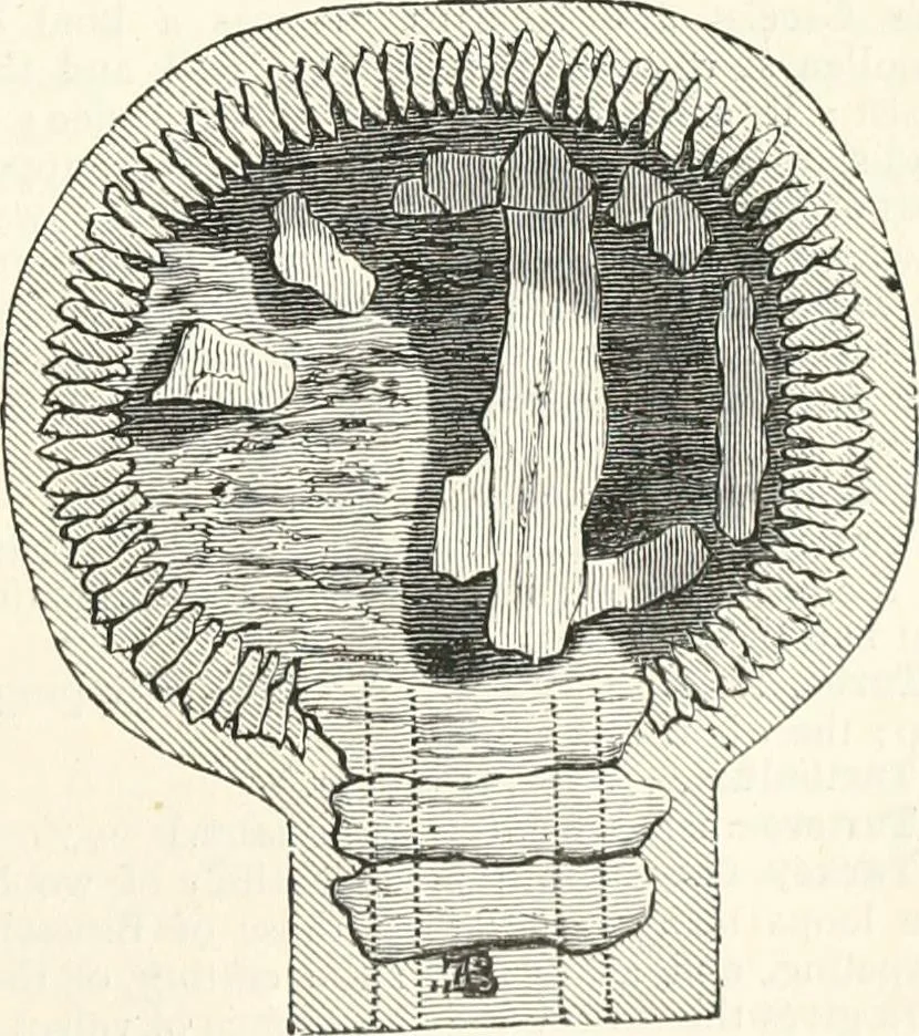 An illustration from An illustrated dictionary of words used in art and archaeology. Explaining terms frequently used in works on architecture, arms, bronzes, Christian art, colour, costume, decoration, devices, emblems, heraldry, lace, personal ornaments, pottery, painting, sculpture, &c., with their derivations, 1883, leaf 338