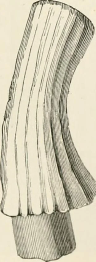 An illustration from An illustrated dictionary of words used in art and archaeology. Explaining terms frequently used in works on architecture, arms, bronzes, Christian art, colour, costume, decoration, devices, emblems, heraldry, lace, personal ornaments, pottery, painting, sculpture, &c, with their derivations, 1883, leaf 130