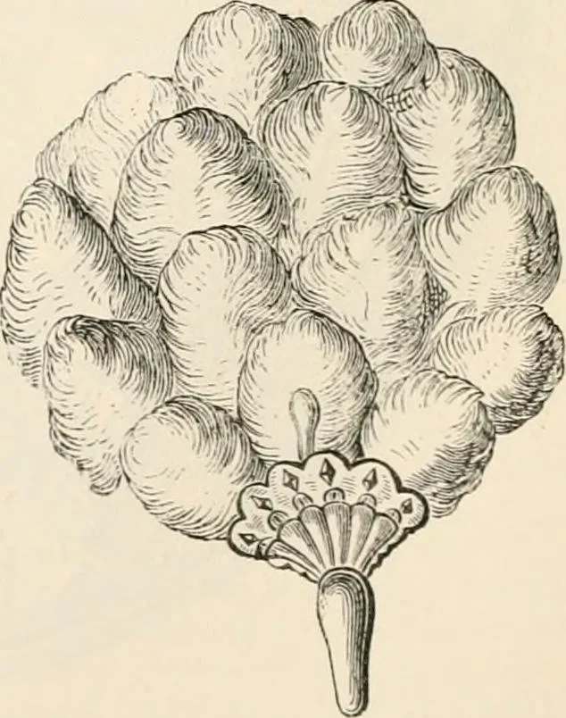 An illustration from An illustrated dictionary of words used in art and archaeology. Explaining terms frequently used in works on architecture, arms, bronzes, Christian art, colour, costume, decoration, devices, emblems, heraldry, lace, personal ornaments, pottery, painting, sculpture, &c, with their derivations, 1883, leaf 151