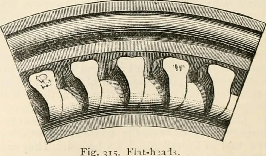 An illustration from An illustrated dictionary of words used in art and archaeology. Explaining terms frequently used in works on architecture, arms, bronzes, Christian art, colour, costume, decoration, devices, emblems, heraldry, lace, personal ornaments, pottery, painting, sculpture, &c, with their derivations, 1883, leaf 157