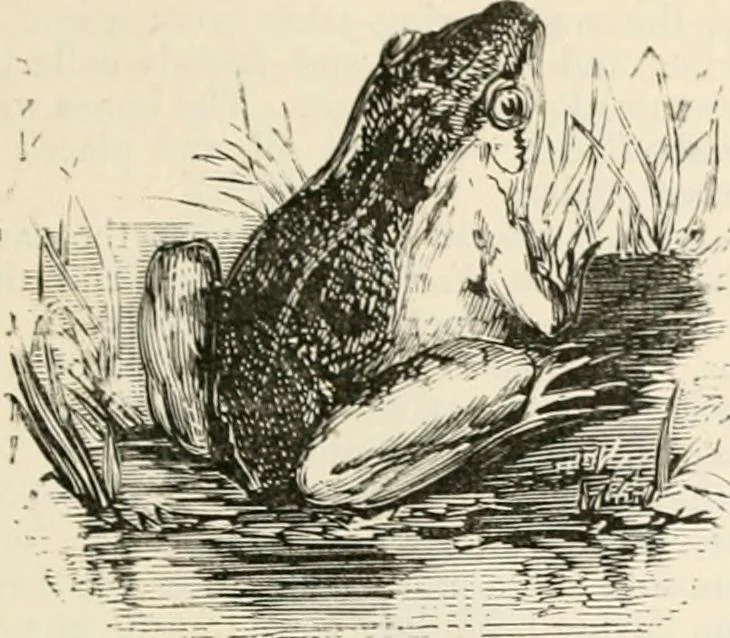 An illustration from An illustrated dictionary of words used in art and archaeology. Explaining terms frequently used in works on architecture, arms, bronzes, Christian art, colour, costume, decoration, devices, emblems, heraldry, lace, personal ornaments, pottery, painting, sculpture, &c, with their derivations, 1883, leaf 164