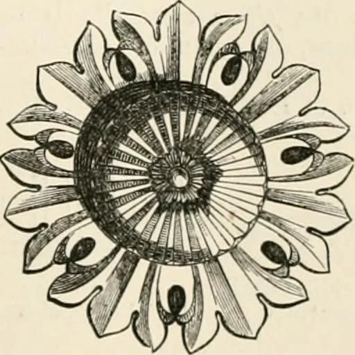 An illustration from An illustrated dictionary of words used in art and archaeology. Explaining terms frequently used in works on architecture, arms, bronzes, Christian art, colour, costume, decoration, devices, emblems, heraldry, lace, personal ornaments, pottery, painting, sculpture, &c, with their derivations, 1883, leaf 202