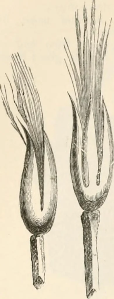 An illustration from An illustrated dictionary of words used in art and archaeology. Explaining terms frequently used in works on architecture, arms, bronzes, Christian art, colour, costume, decoration, devices, emblems, heraldry, lace, personal ornaments, pottery, painting, sculpture, &c, with their derivations, 1883, leaf 215