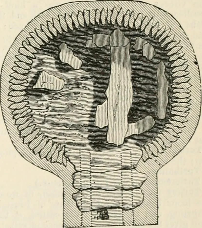 An illustration from An illustrated dictionary of words used in art and archaeology. Explaining terms frequently used in works on architecture, arms, bronzes, Christian art, colour, costume, decoration, devices, emblems, heraldry, lace, personal ornaments, pottery, painting, sculpture, &c, with their derivations, 1883, leaf 344