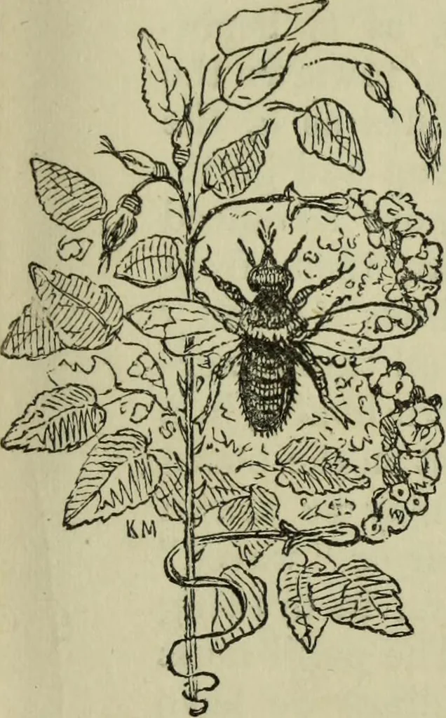 An illustration from The illustrated London drawing book ..., 1853, leaf 14
