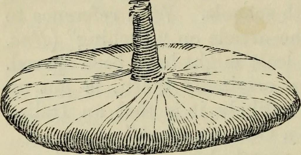 An illustration from The illustrated London drawing book ..., 1853, leaf 143