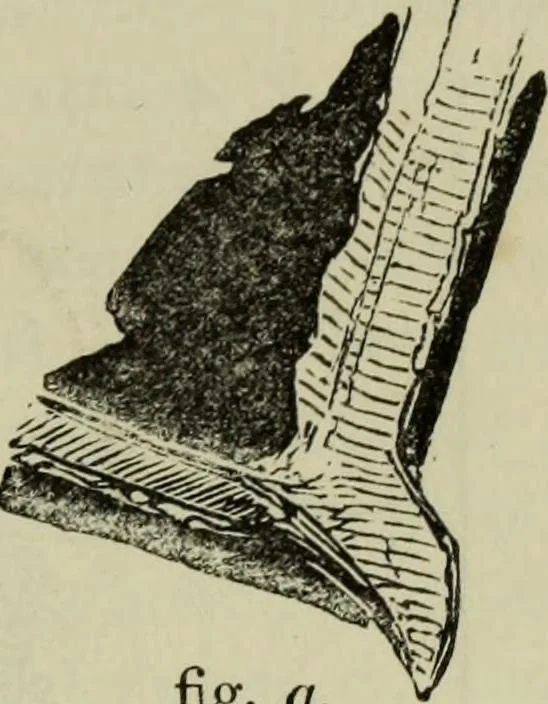 An illustration from The illustrated London drawing book ..., 1853, leaf 146