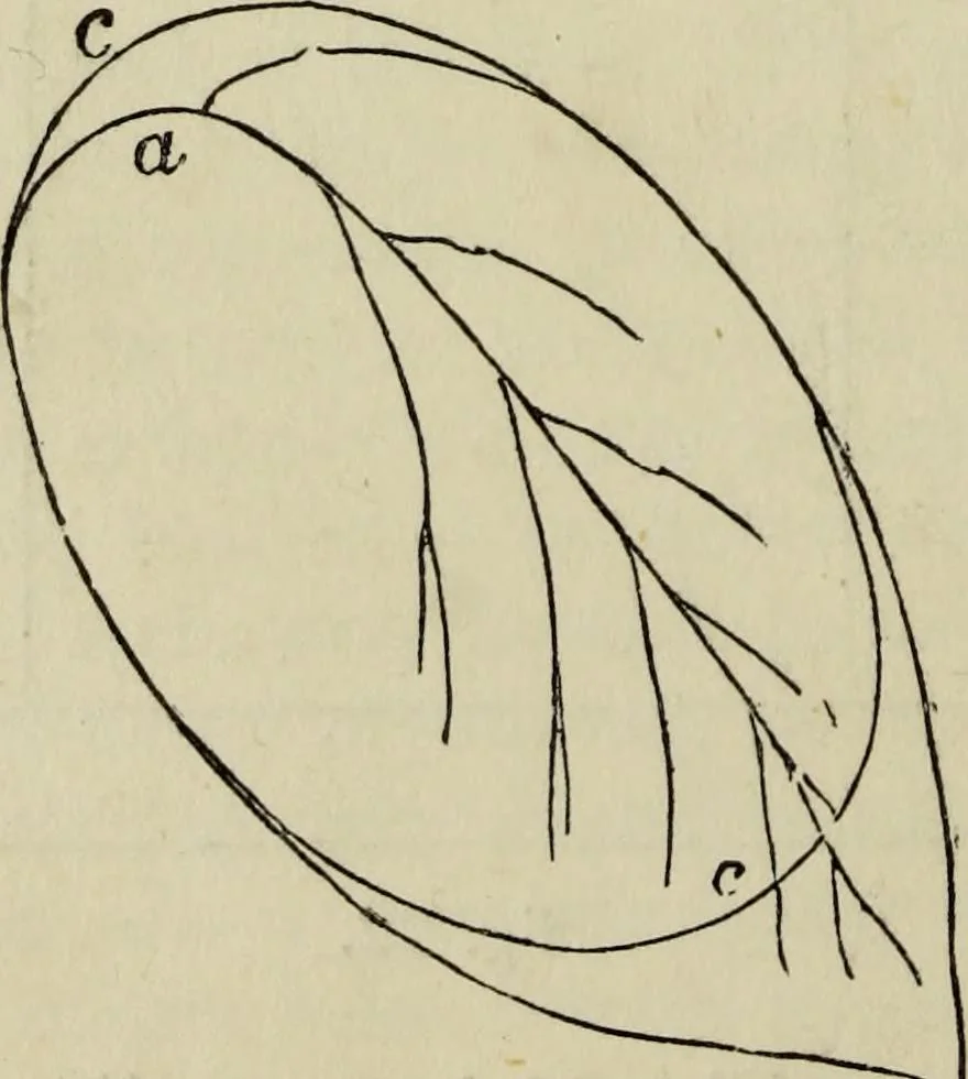 An illustration from The illustrated London drawing book ..., 1853, leaf 23