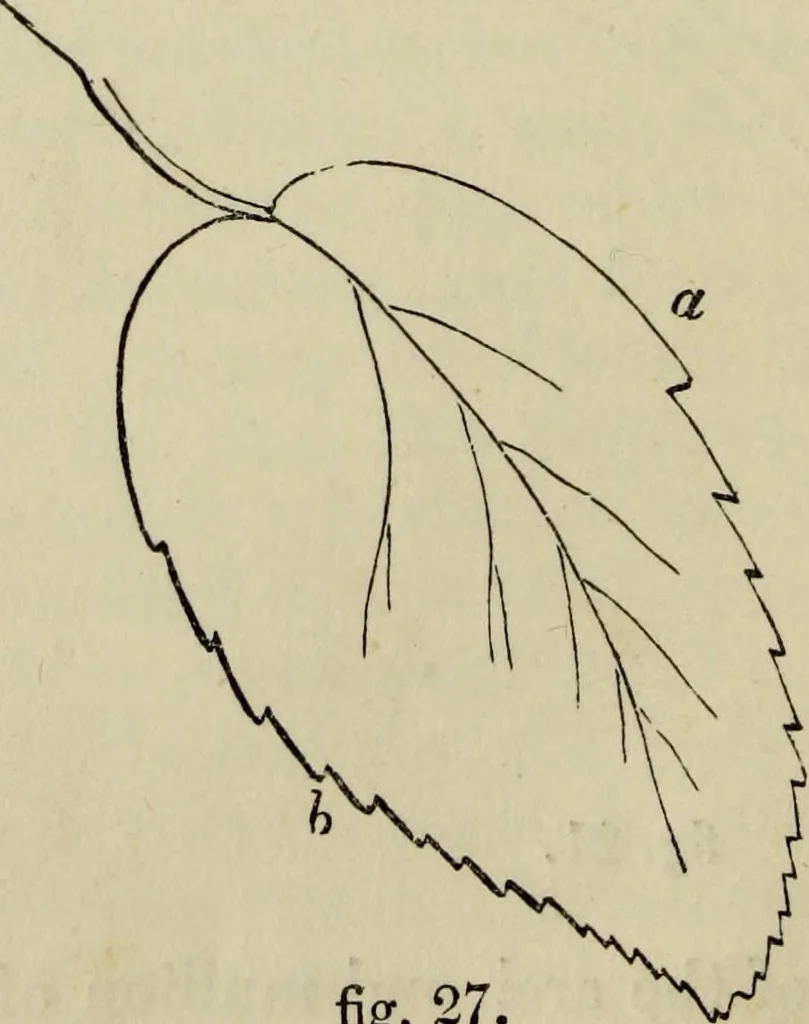 An illustration from The illustrated London drawing book ..., 1853, leaf 23