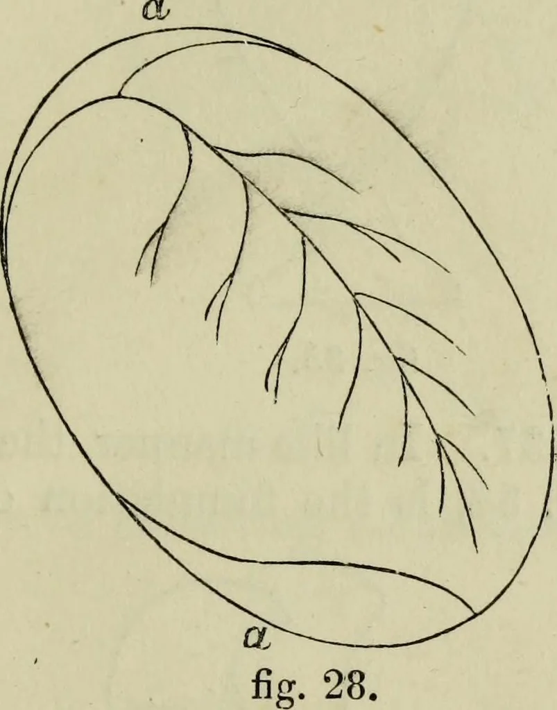 An illustration from The illustrated London drawing book ..., 1853, leaf 24