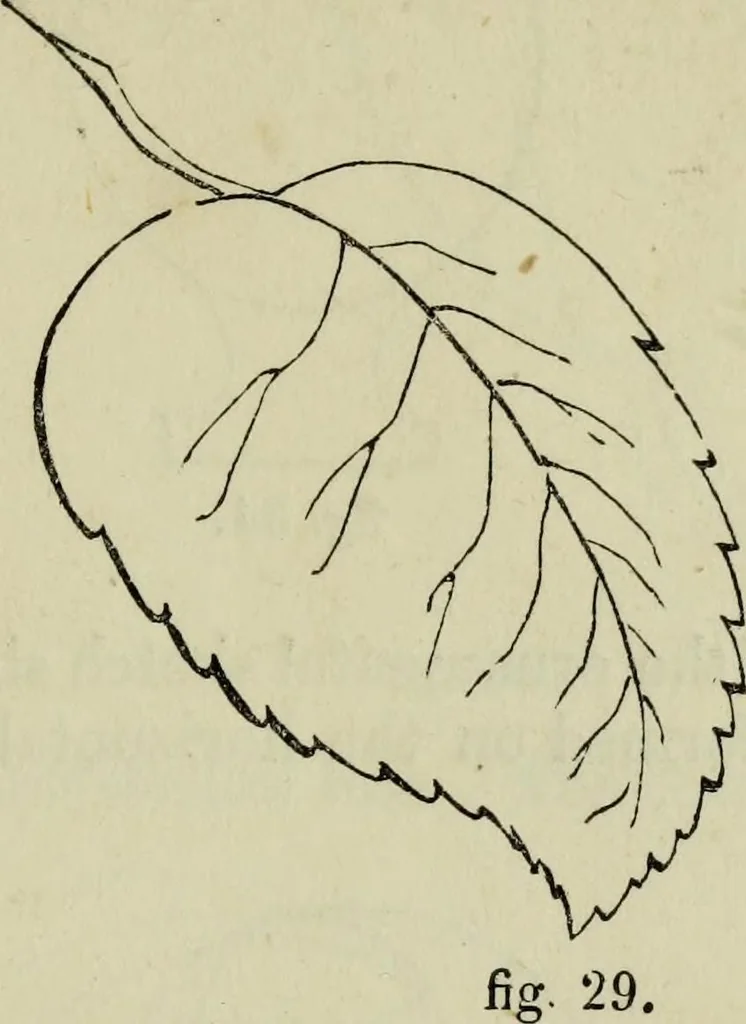 An illustration from The illustrated London drawing book ..., 1853, leaf 24