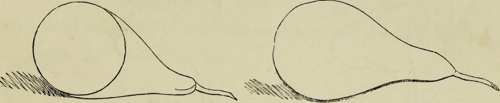 An illustration from The illustrated London drawing book ..., 1853, leaf 24