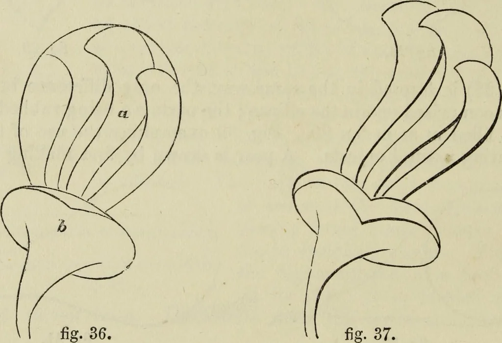 An illustration from The illustrated London drawing book ..., 1853, leaf 25