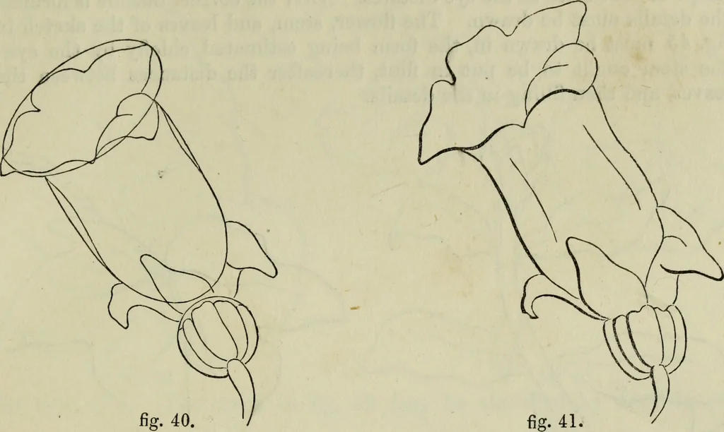 An illustration from The illustrated London drawing book ..., 1853, leaf 26