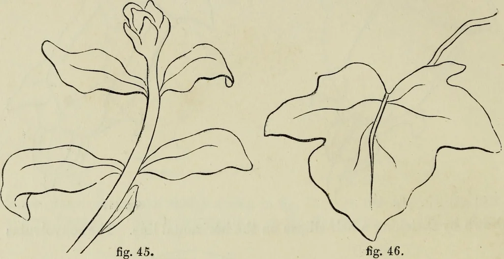 An illustration from The illustrated London drawing book ..., 1853, leaf 27