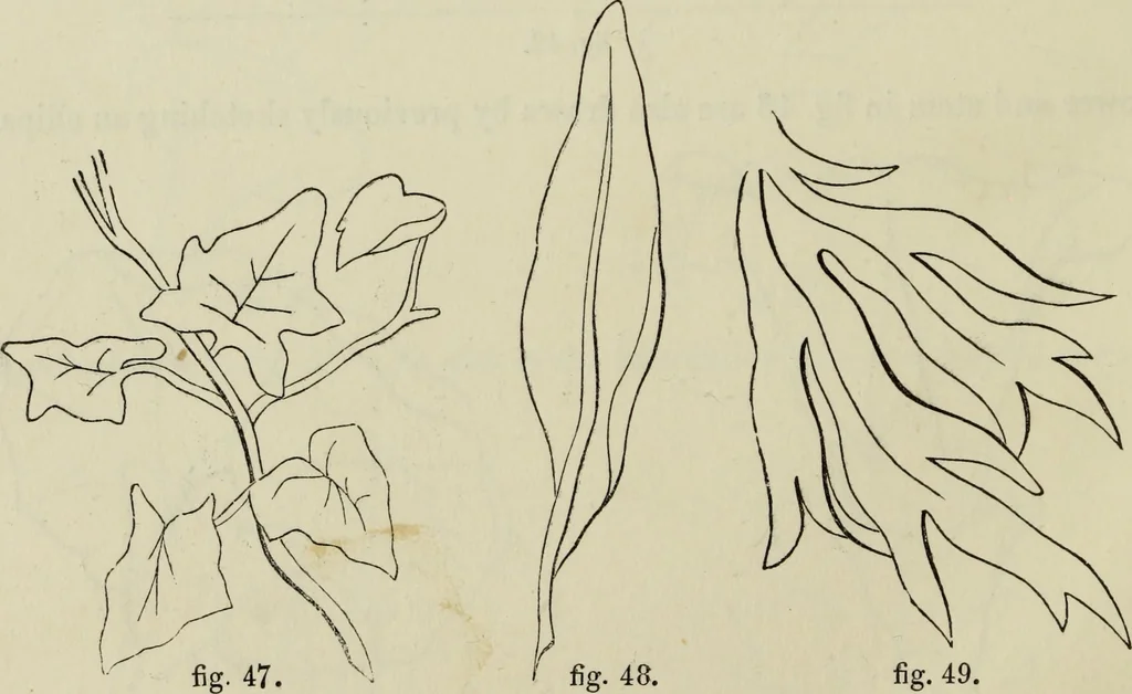 An illustration from The illustrated London drawing book ..., 1853, leaf 27
